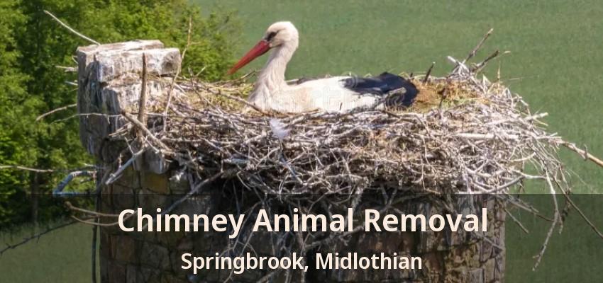 Chimney Animal Removal Springbrook, Midlothian - TX